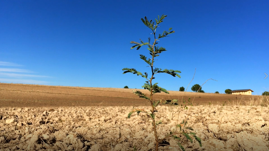 tree desertification