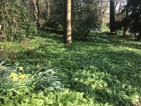 vegan wild garlic pesto