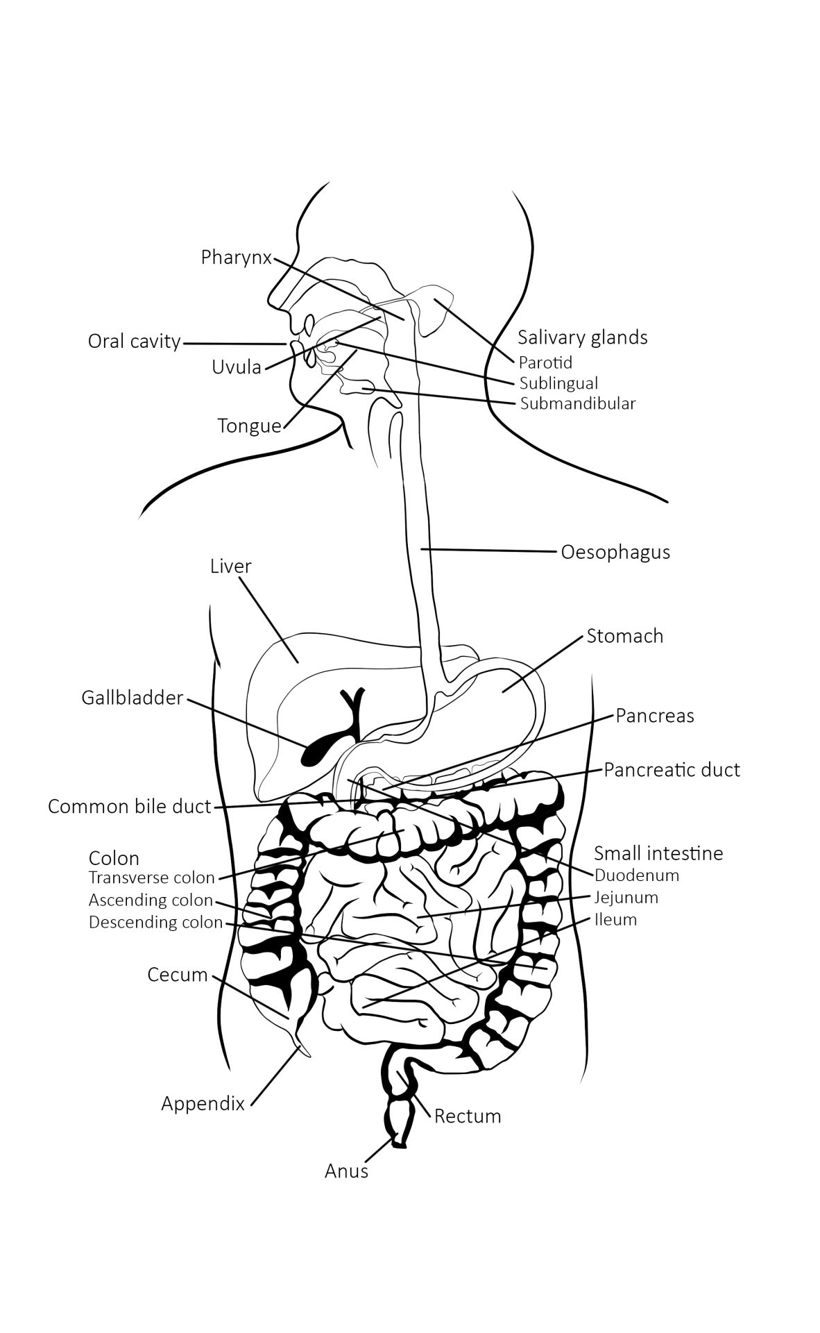 Digestive Health: How modern postural issues affect digestion ...