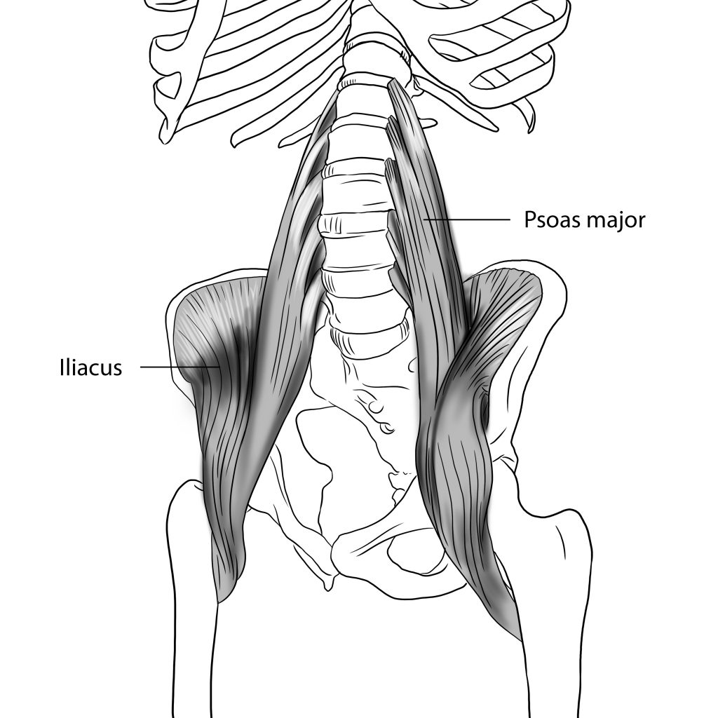 Postural issues and digestion